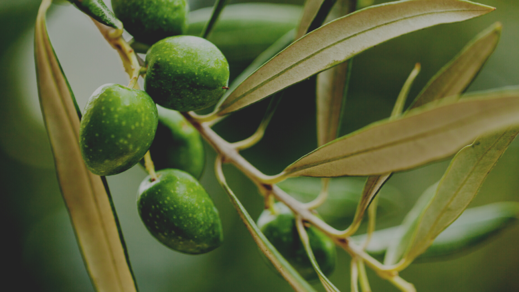 Historia del Cultivo de Olivos y la Producción de AOVE