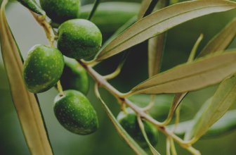 2. Historia del Cultivo de Olivos y la Producción de AOVE