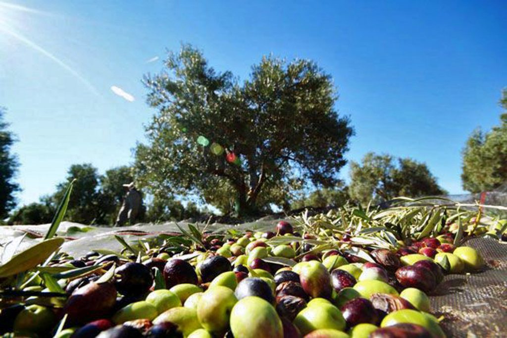 El Cultivo del Olivo y la producción del Mejor AOVE: Un Vistazo Detrás de Escena
