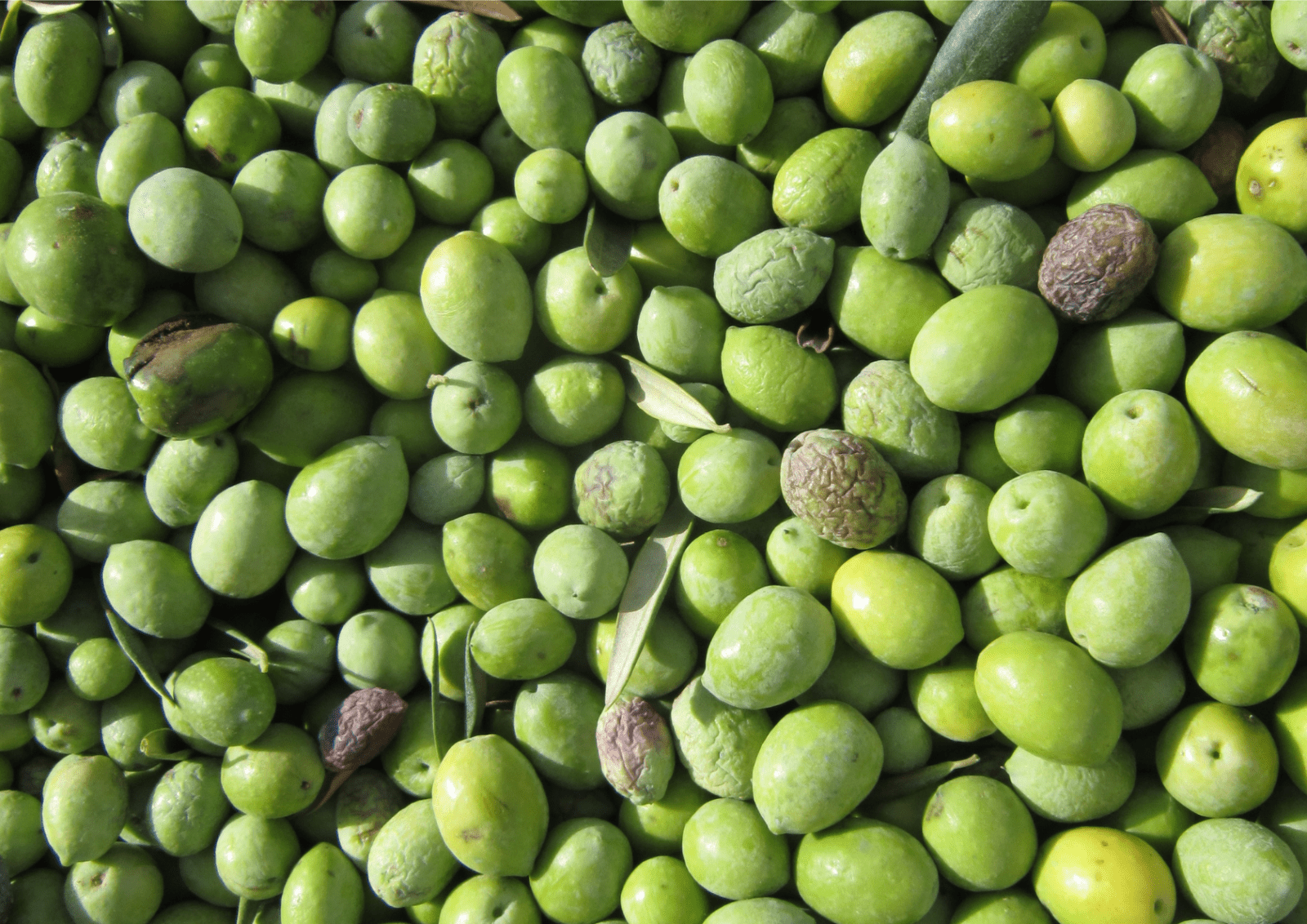 8. Cómo Elegir y Conservar el Mejor AOVE