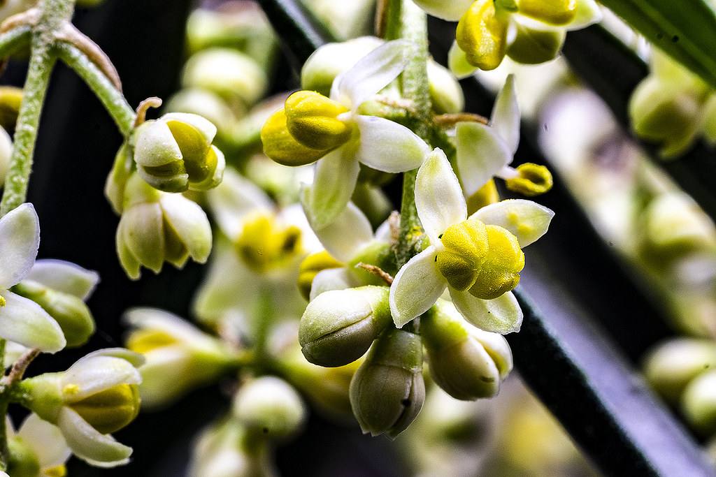 flor del olivo